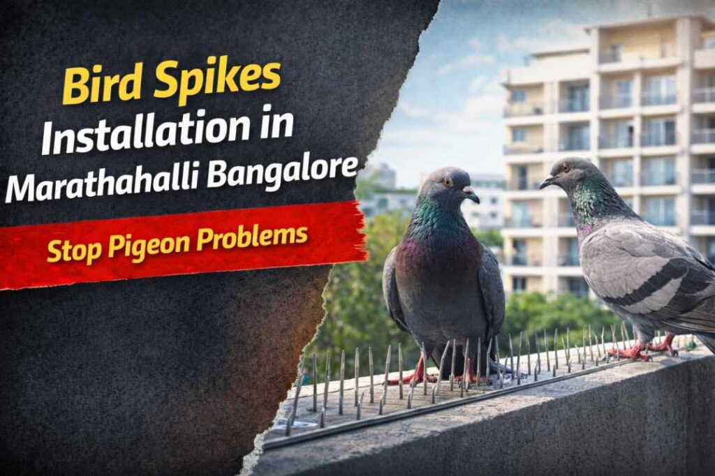 bird spikes installation in Marathahalli Bangalore