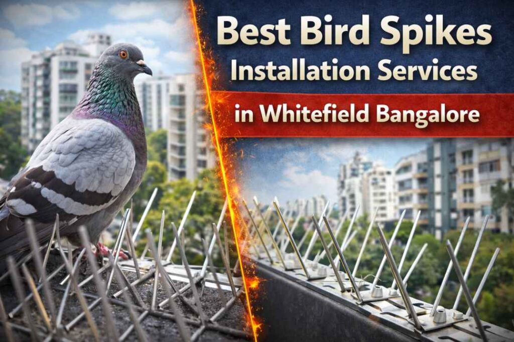 bird spikes installation in Whitefield Bangalore